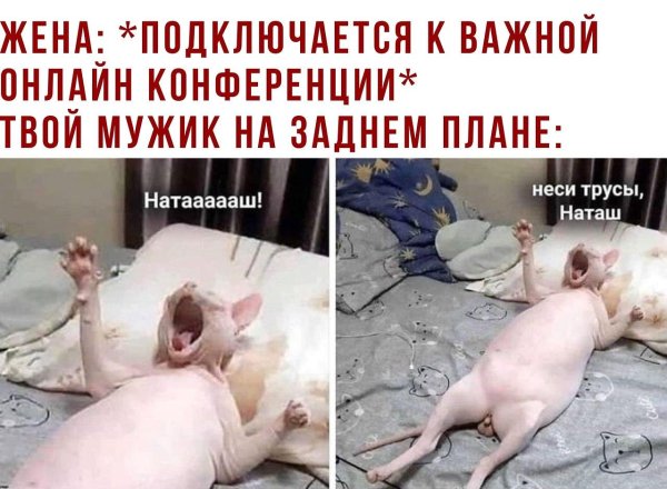 сфинкс смешной