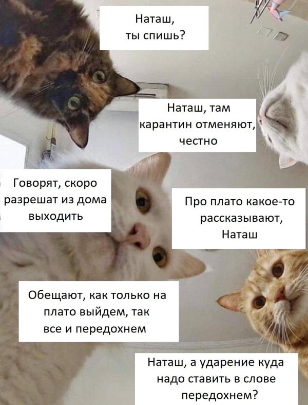 коты наташ