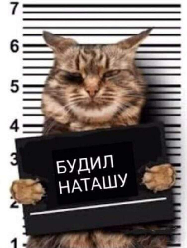 кот преступник