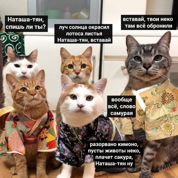 коты наташ
