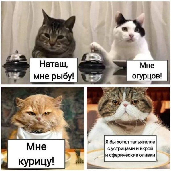 коты наташ