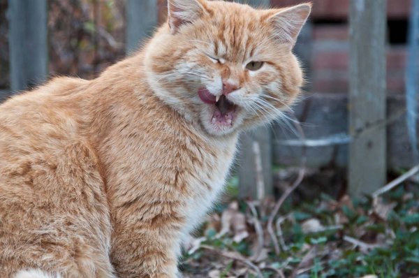 Котяра