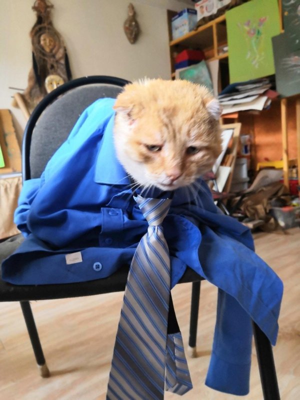 Кот трудяга