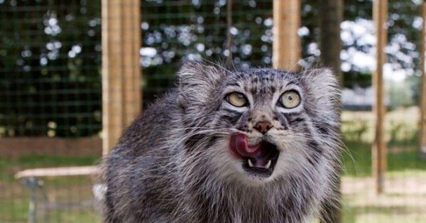Бешеный кот