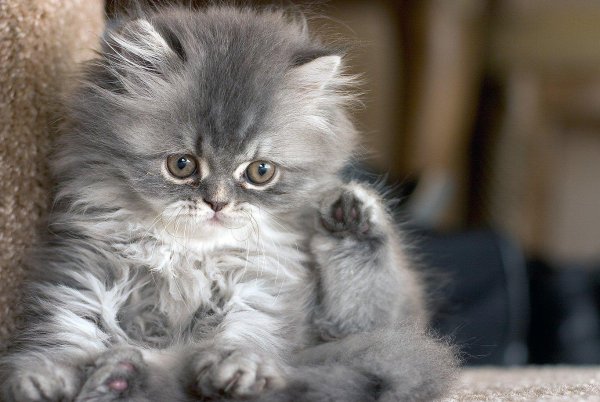 Кот скучает