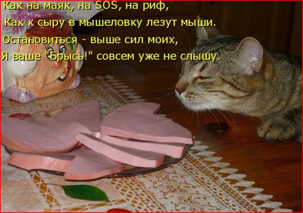 Кот с колбасой