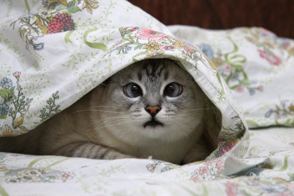 Коты под одеялом