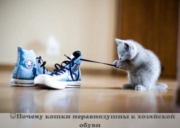 Кот и тапки