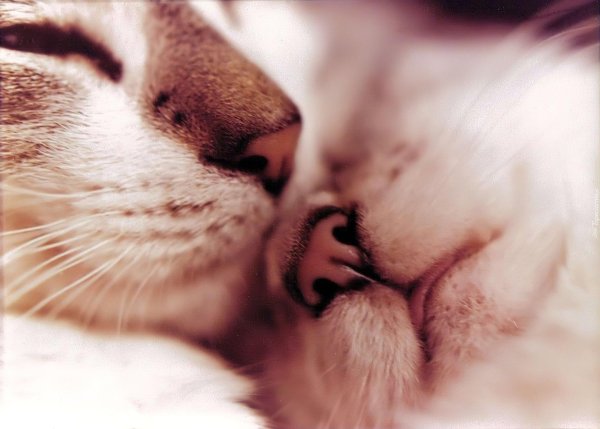 Кошка целует кота