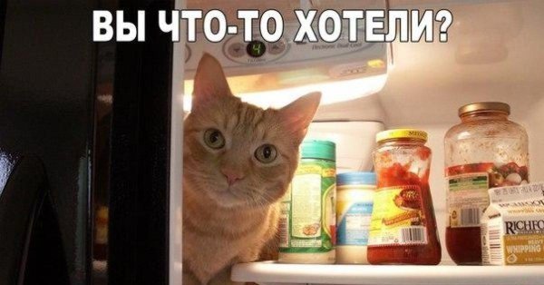 Кот и холодильник