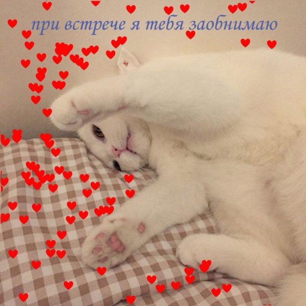 котики с надписями