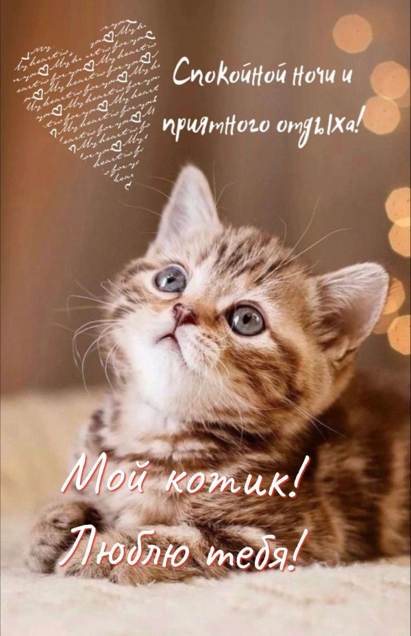 милые кошечки