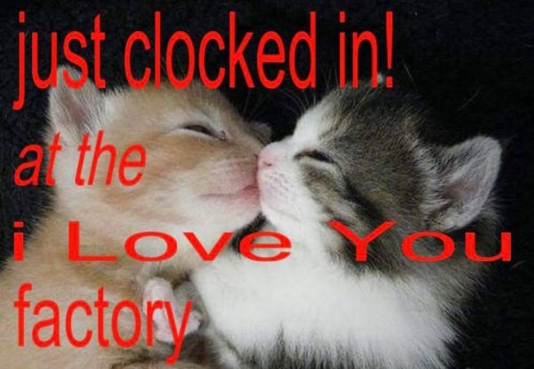 кошка любовь