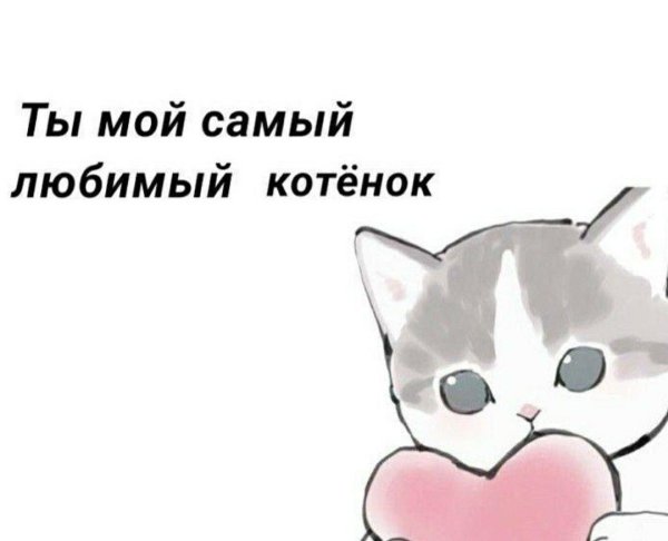 любимый котенок