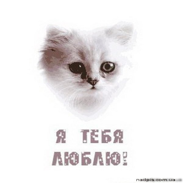 люблю тебя котенок
