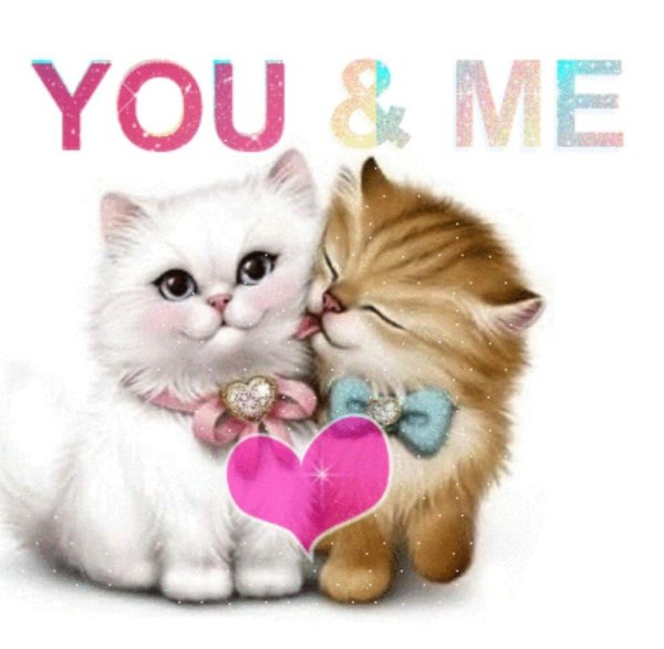 котенок признается в любви