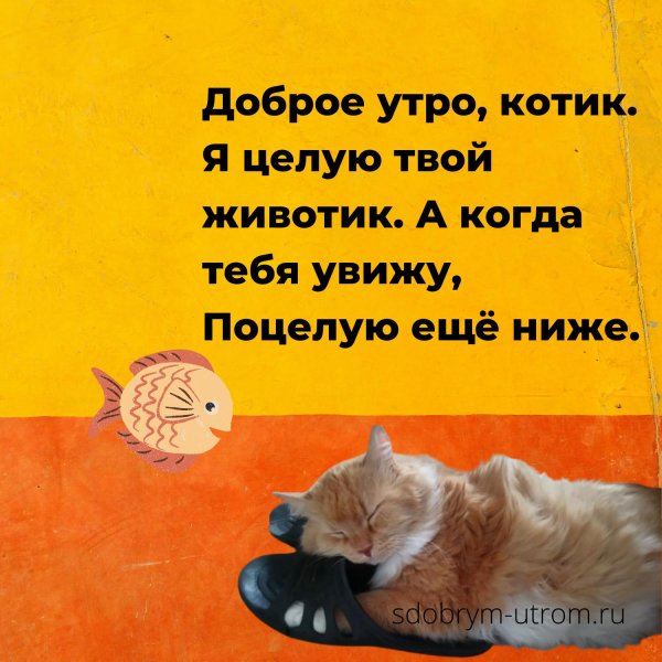 доброго утра котик