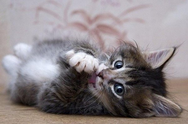 смешной котенок