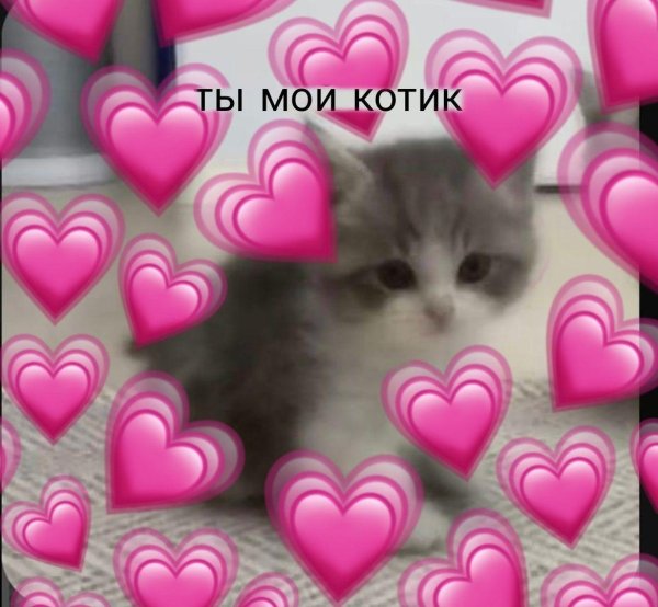 моему котику