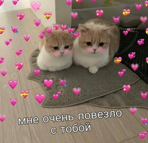 котики с милыми надписями