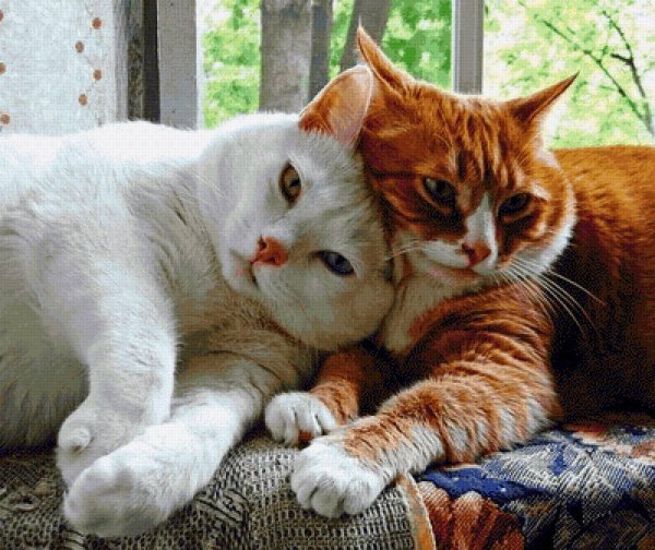 кошка любовь