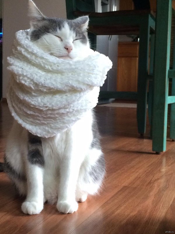 Кот замерз