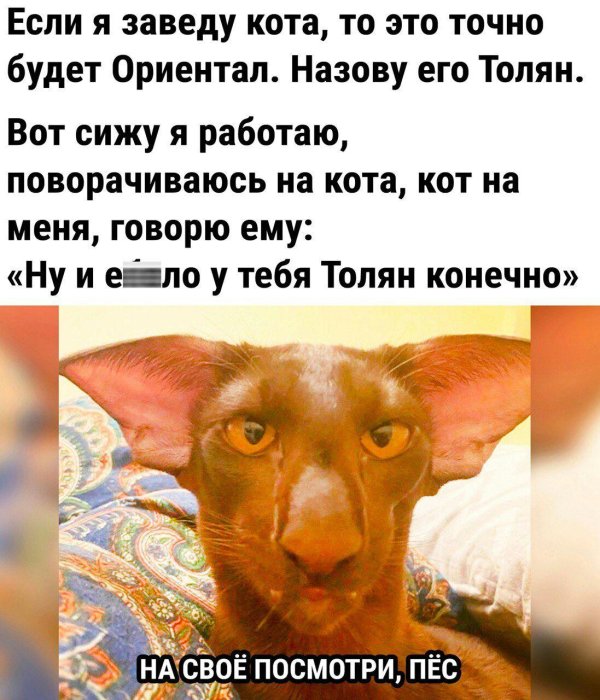 кот толян