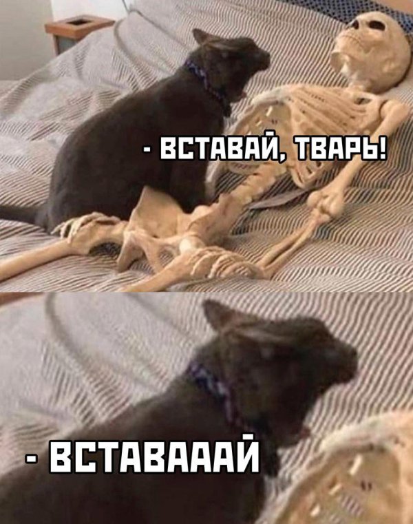 притворяясь мёртвым