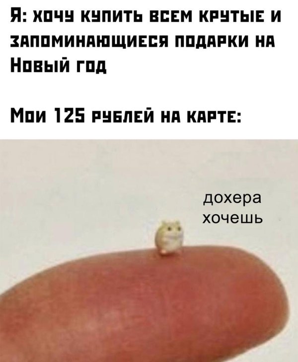 смешной хомячок