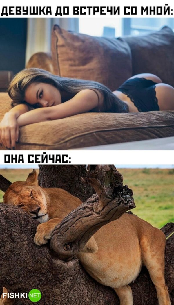 львица смешная