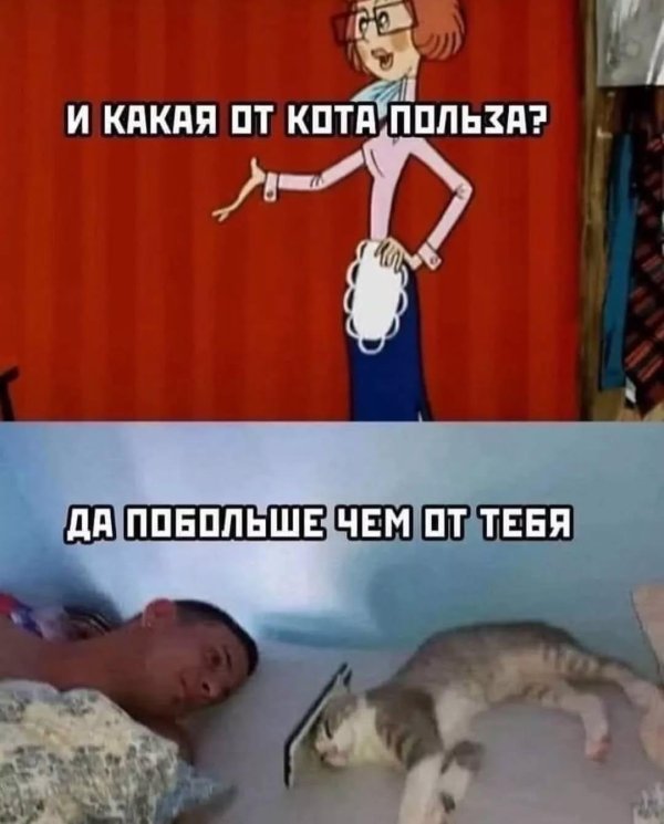 какая от этого кота польза