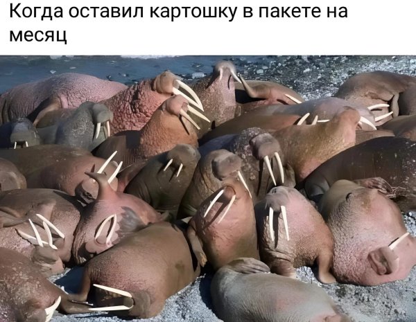 остров врангеля моржи