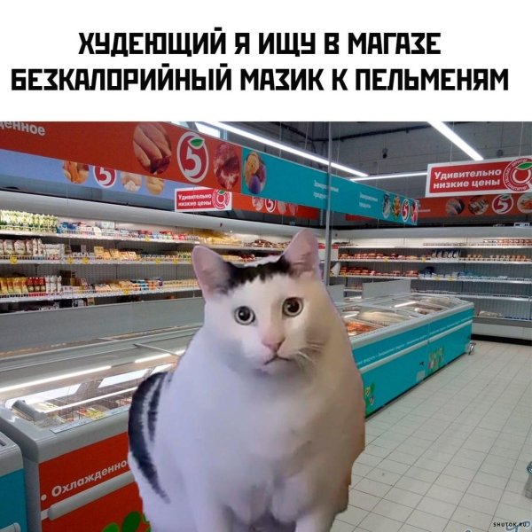 мем кошка