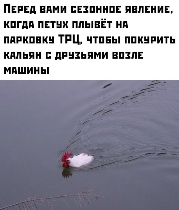 петух плывет