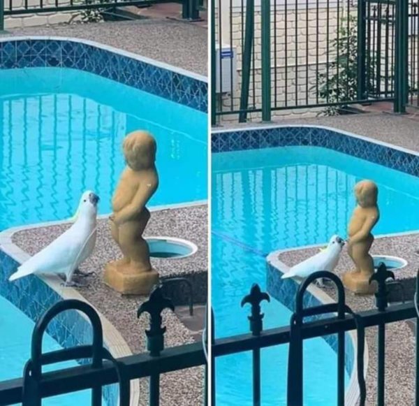 какаду попугаи