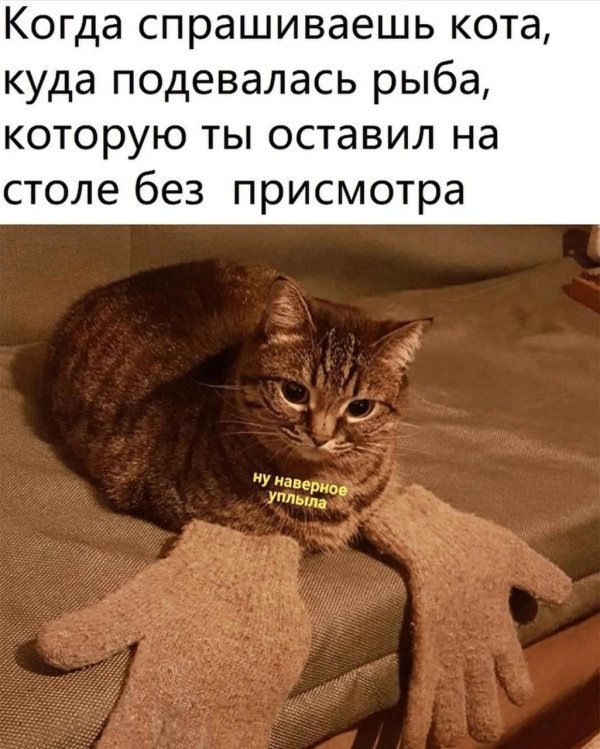 коты юмор