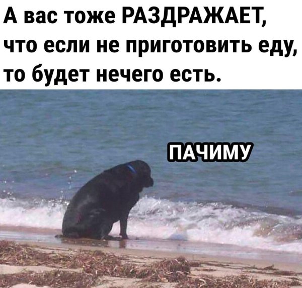 собака у моря