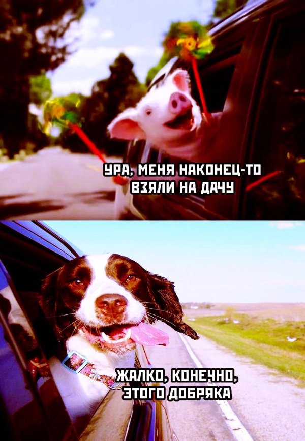 машина собака