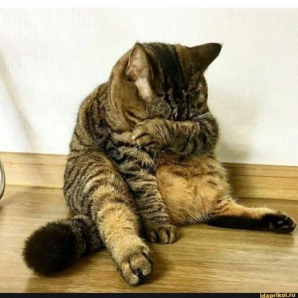 Кот обиделся