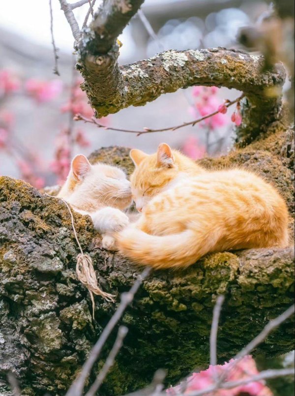 Весенние коты