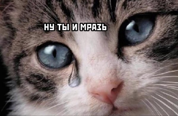 Кот плачет