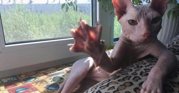 донские сфинксы