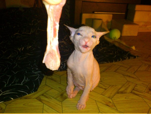 лысые кошки