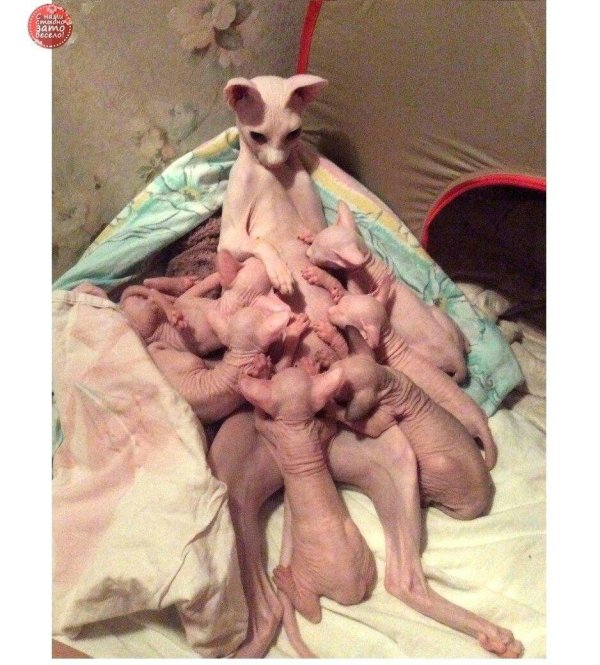 донские сфинксы