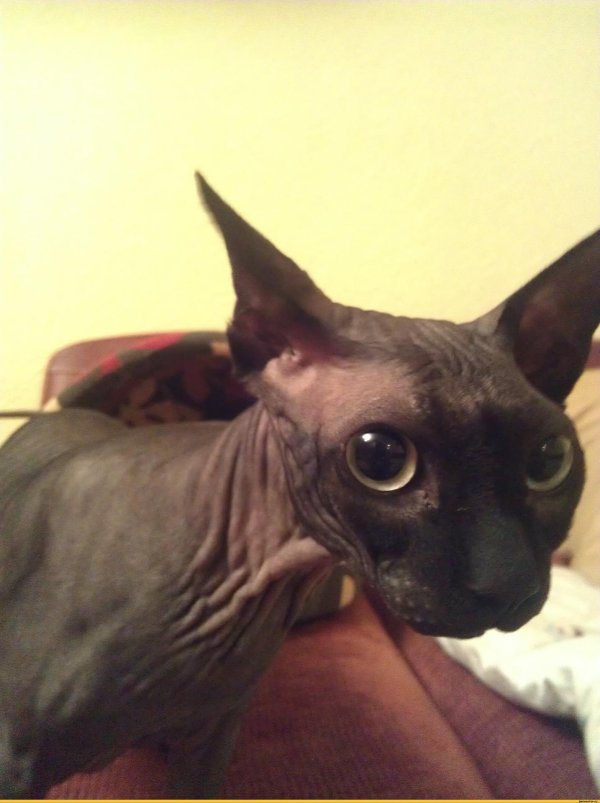 канадские сфинксы