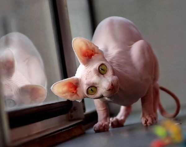 канадские сфинксы