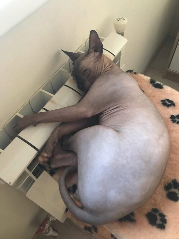 донские сфинксы