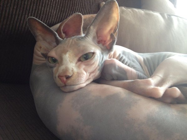 донские сфинксы