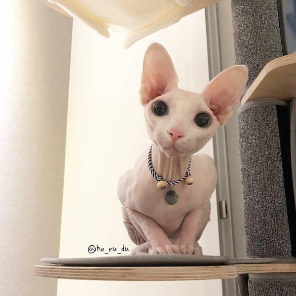 лысая кошка