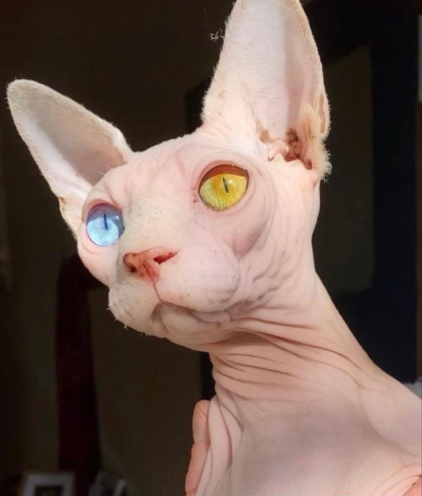 канадский сфинкс альбинос